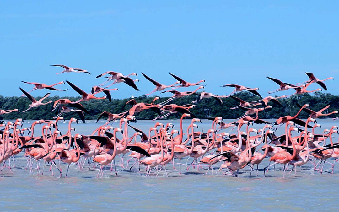 Celestún, Yucatán, YUC