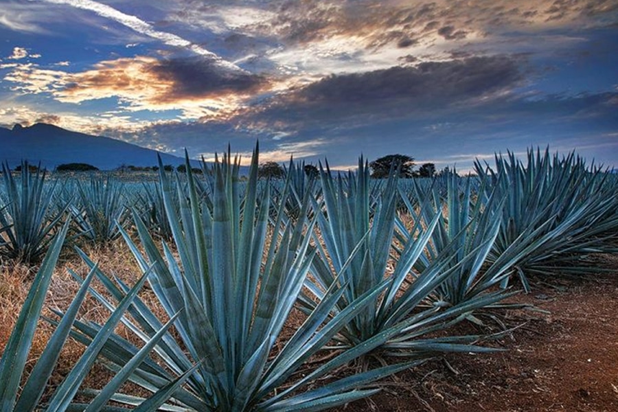 Tequila, Jalisco, JAL